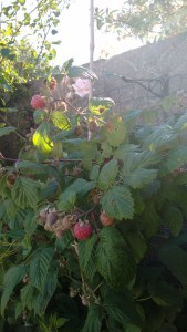 Raspberry &amp; Rambling Rose