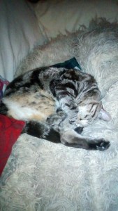 IMG_20181125_195313[1]