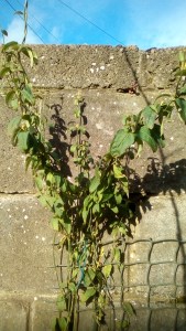 IMG_20200221_143316[1]