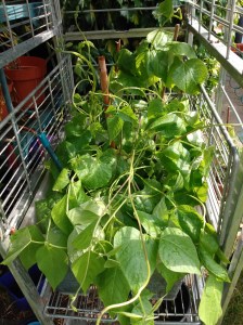 img_20200616_164258815