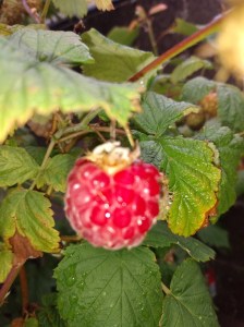 img_20200619_100741287