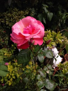 img_20200804_133636711